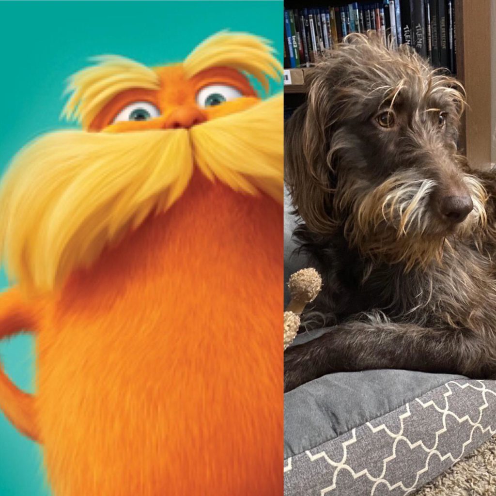 Zoe the Lorax, our dame and mother of our doubledoodles